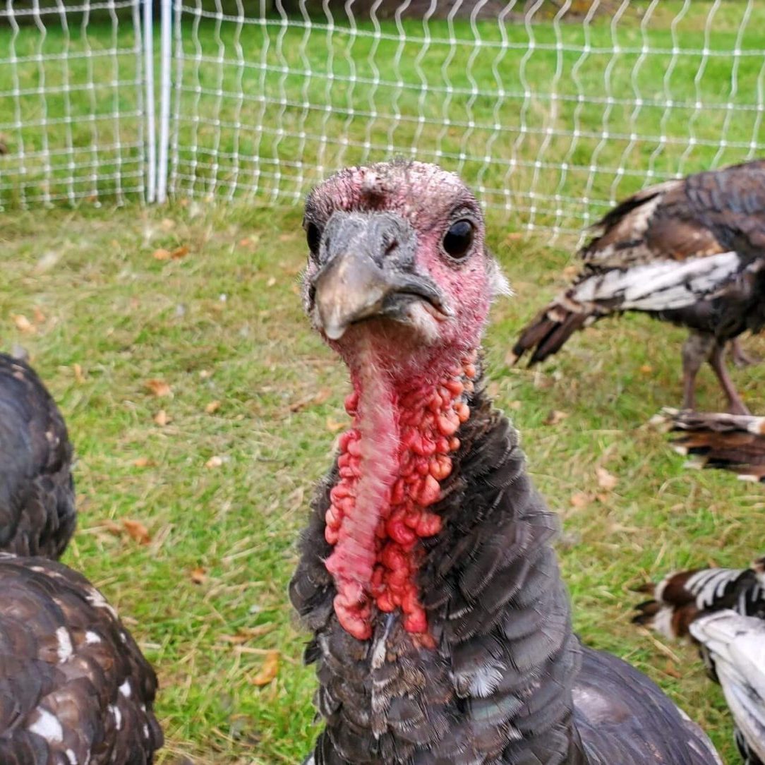 2023 01 16 Submitted Heartland Heritage Farm Turkey HHF