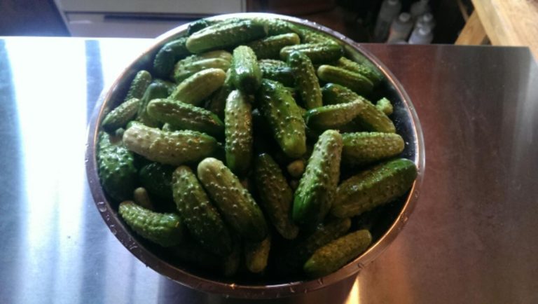 A silver bowl filled with small cucumbers ready for pickling.