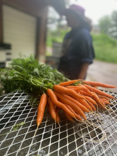 2023 02 24 Submitted Food Farm carrots
