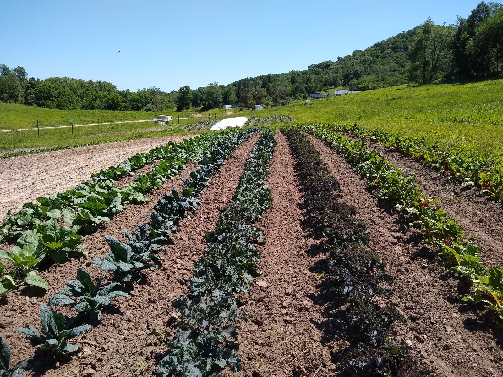 Dancing Gnome Farm Field