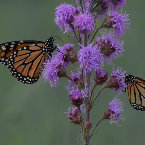 Two monarch butterflies, colored orange with black stripes and white spots, holding on to bunchy purple blazing star flowers.