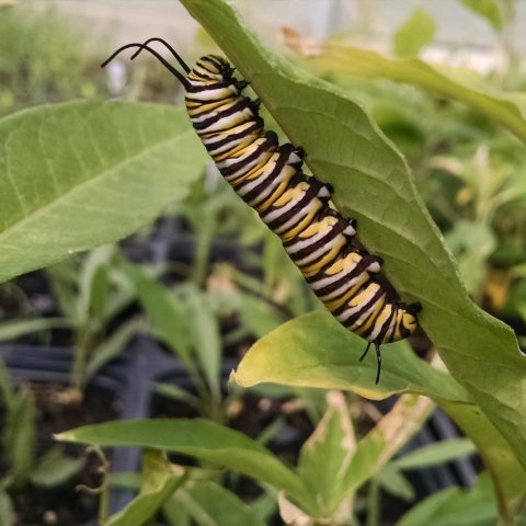 A yellow, white, and black striped monarch caterpiller holding onto the underside of milkweed leaf.