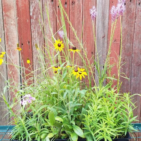 A starter kit of plants for native habitat restoration, including yellow and purple flowers, set against a red fence.