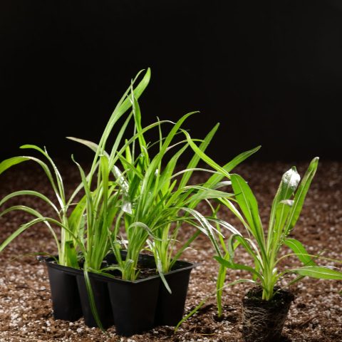 A small container of bright green plants sitting on a mix of clean brown dirt with a black background.