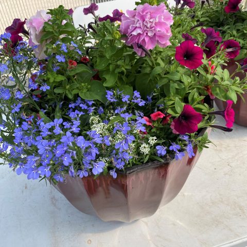 Pot of purple, pink, and red flowers.