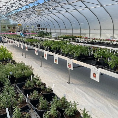 Rows of young starter plants in a greenhouse