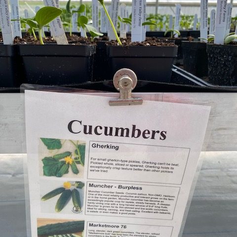 Young cucumber seed starter plants with a sign in front that says "Cucumbers" and features additional information.