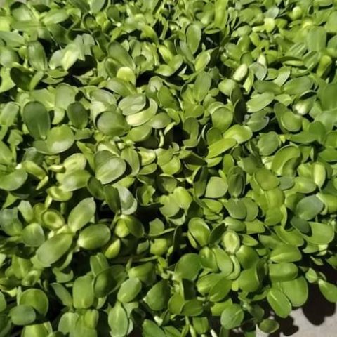 A close-up picture of green microgreen heads.