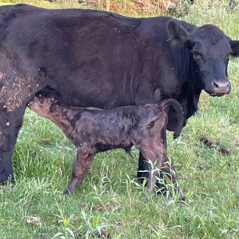 Cow and calf nursing