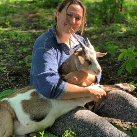Adolescent goat laying in farmers arms