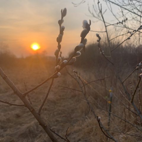 Sunrise on the ranch and the coming of spring