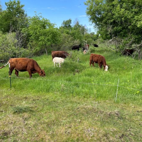 Picture of a small herd of red cattle and a white goat grazing in a field of long green grass with a blue sky and green trees in the background.