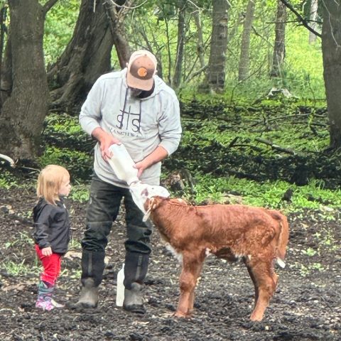 A picture of a man bottle-feeding a red calf while a young toddler stands beside him and watches.