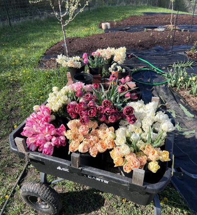 Cart of tulips