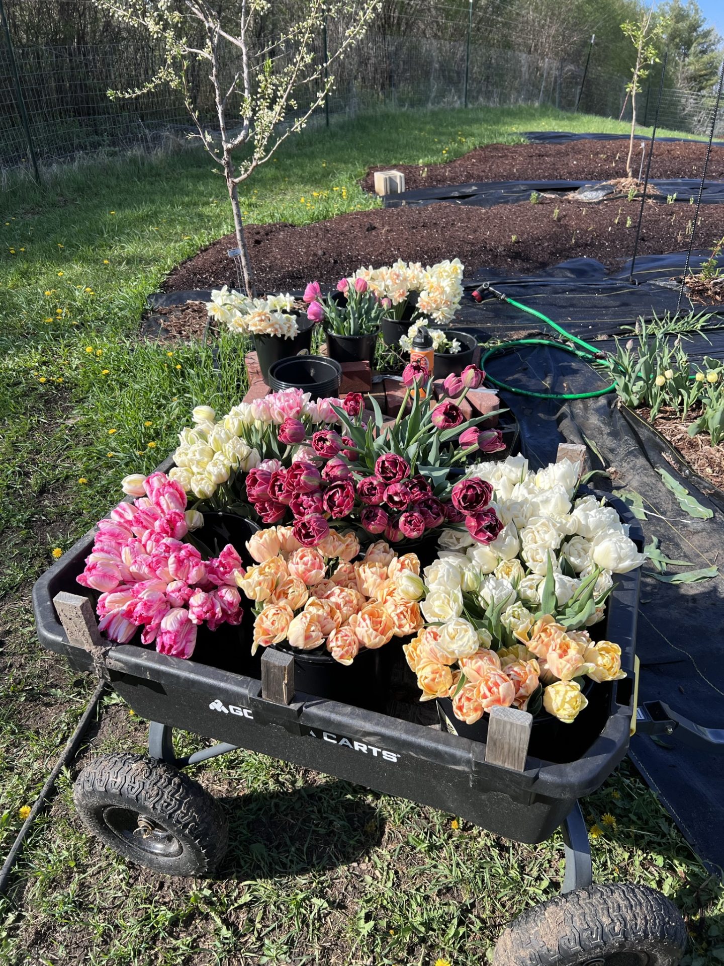 Iron Butterfly Flower Farm Minnesota Grown