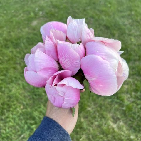 Bouquet of pink flower