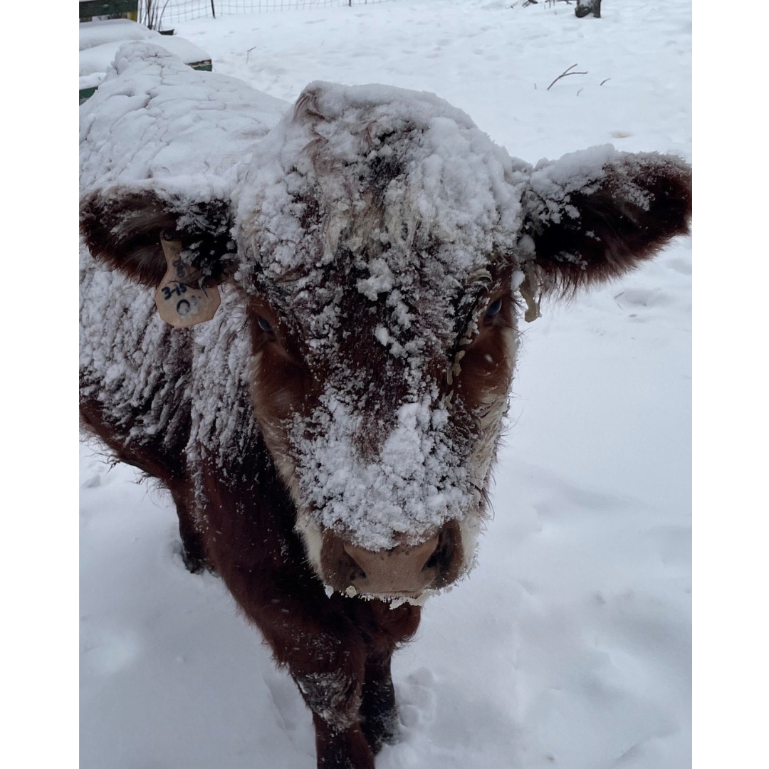 welles-family-farm-minnesota-grown