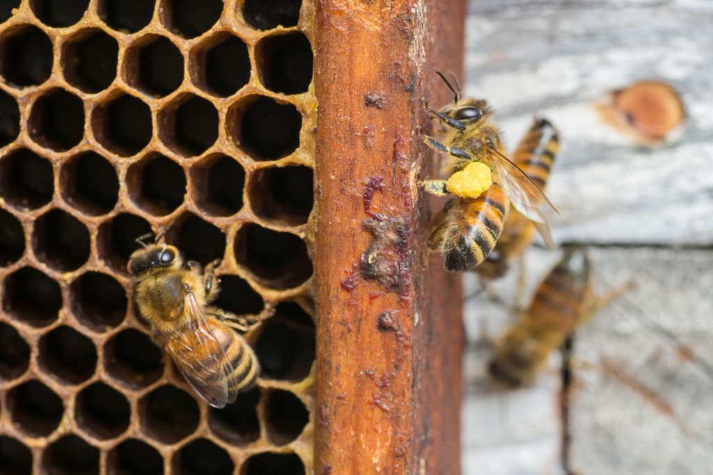 2023.01.09 Submitted Bone Lake Meadows Apiary bees