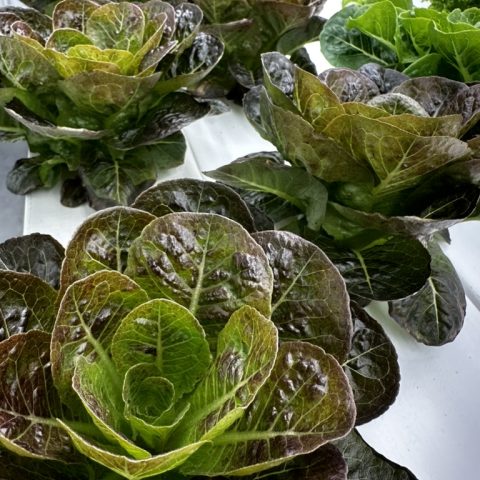 Picture of plants with shiny, green and purple leaves.