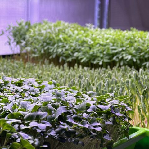 Picture of young plants growing in a greenhouse.