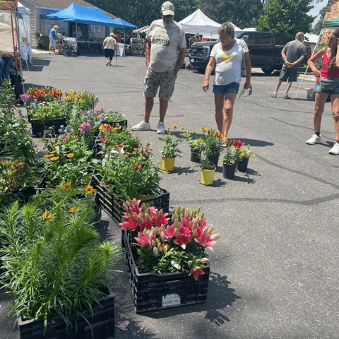 Picture of farmers market goers standing in front of floral plants for sale in pots on the ground.