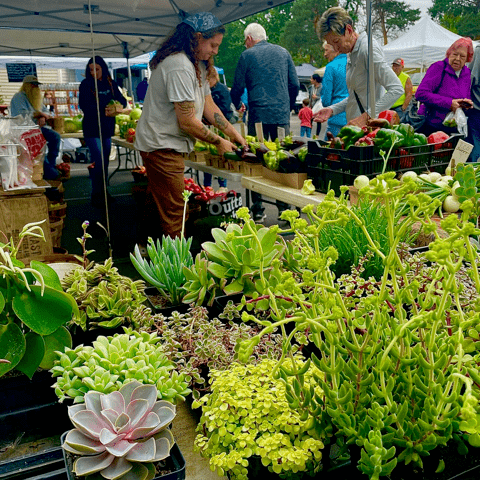 Picture of plants for sale at the farmers market. They are in plastic baskets.