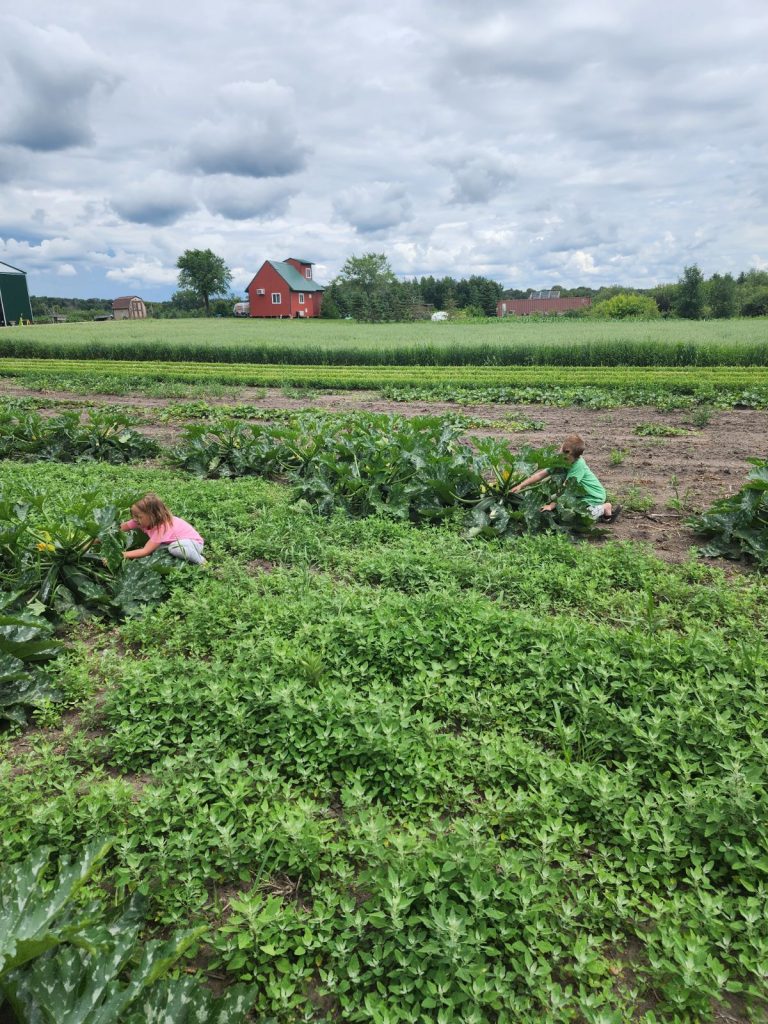 Children Picking Vegetables in the field