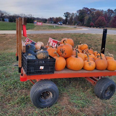 Cart of Pumpkins and squash
