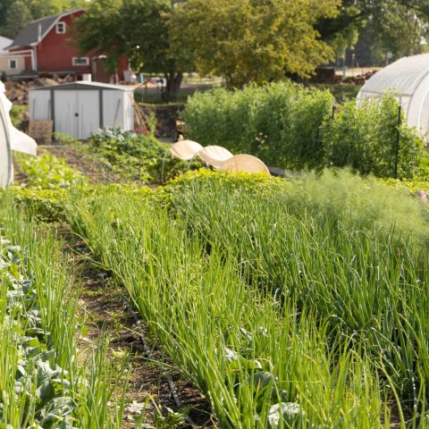 rows of onions and fennel intercropping