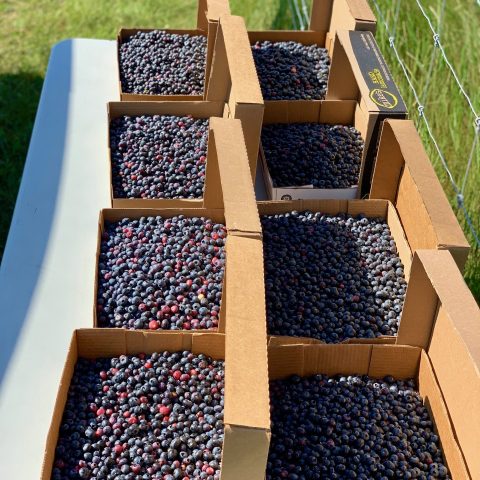 8, five-pound blueberry flats on a table