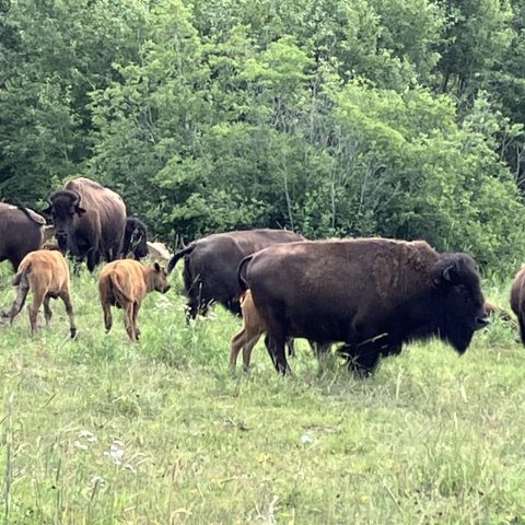 Bison and calves grazing