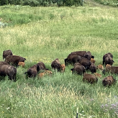 Bison and calves grazing pasture
