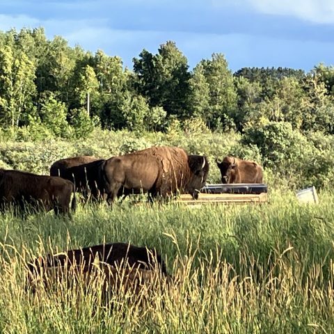 Bison grazing in tall grass