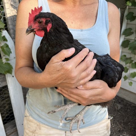 Farmer holding black chicken