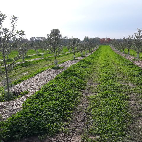 Rows of mulched mature apple trees