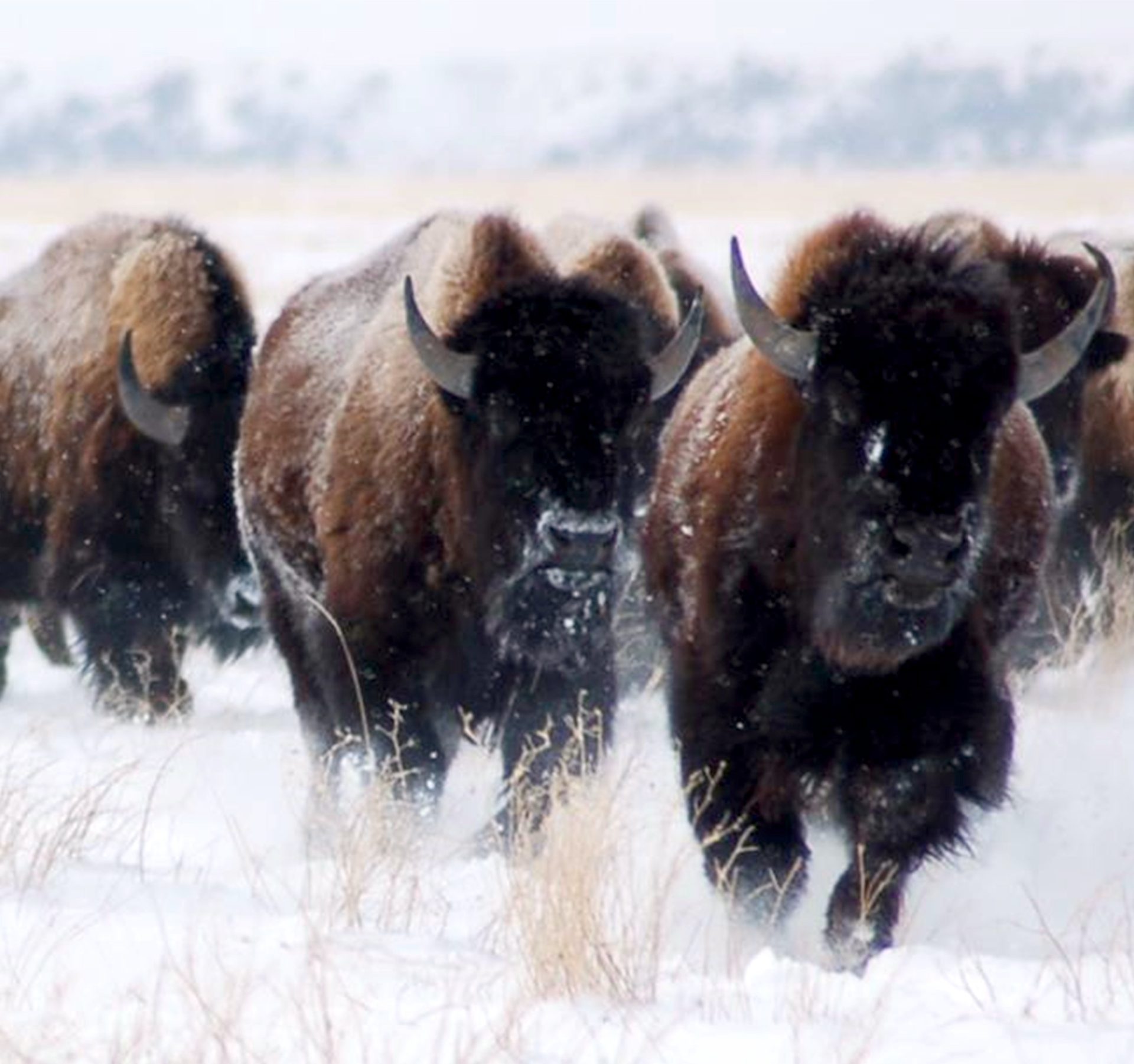 Three adult bison running in the snow.