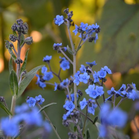 Close up picture of vibrant blue forget-me-not flowers.