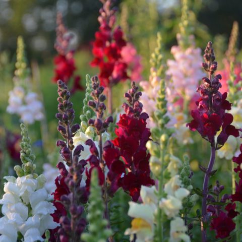Field of snap dragon flowers in an array of pinks, purples, reds, white, and greens.