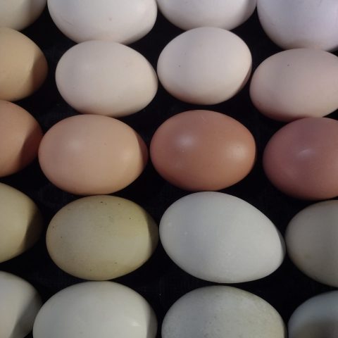 Picture of multi-colored eggs.
