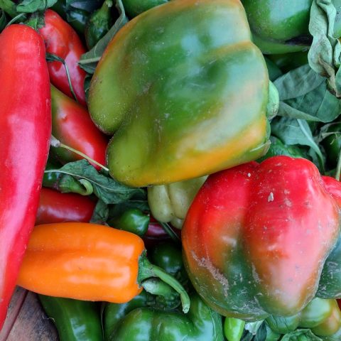 A close-up picture of peppers in a variety of colors and shapes.