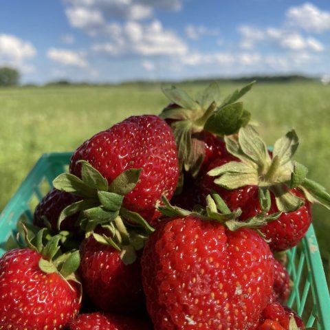 Plastic basket of freshly picked strawberries. In the background is a blue sky with clouds and green grass.