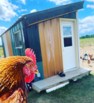 A chicken outside a small farmstay house.