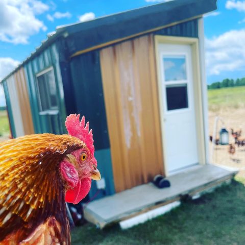 A chicken outside a small farmstay house.