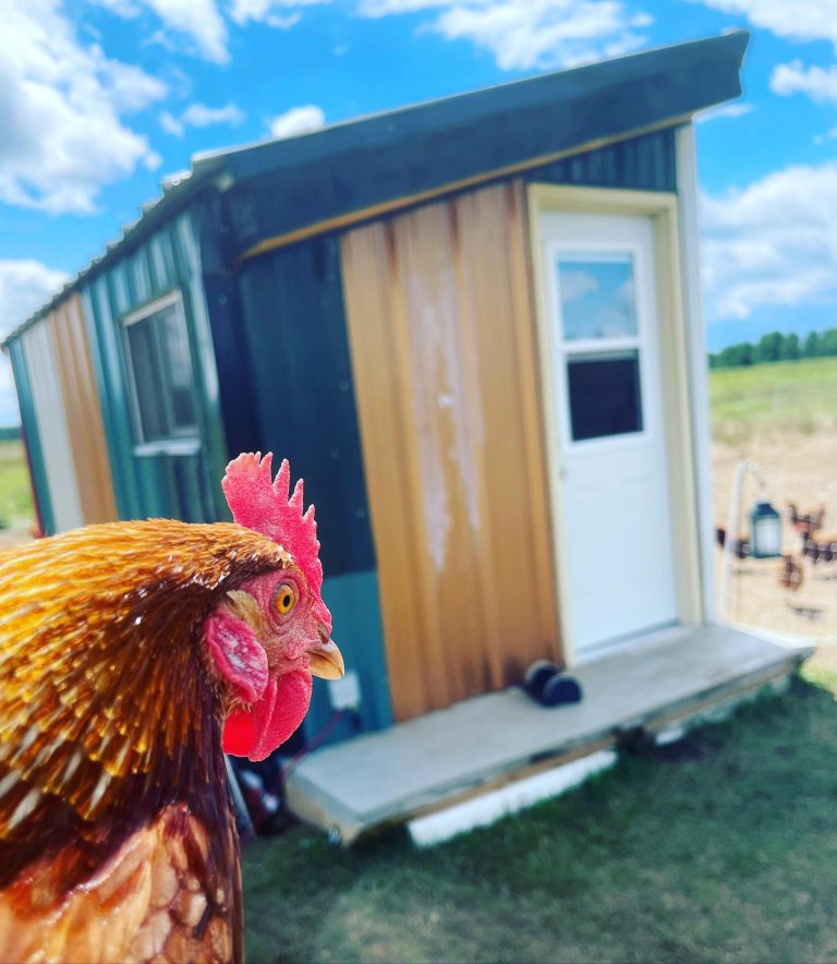 A chicken outside a small farmstay house.