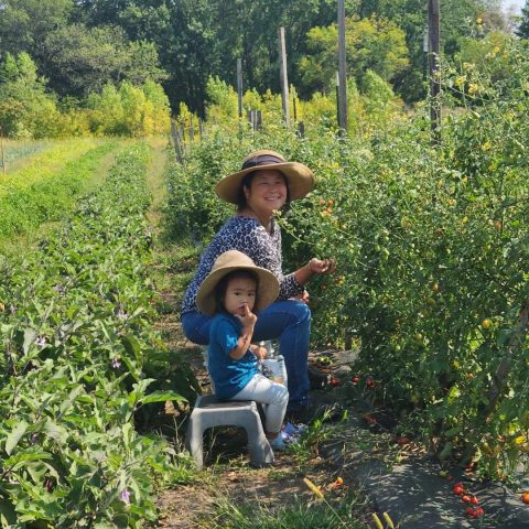 Woman and child in the field picking tomatoes.