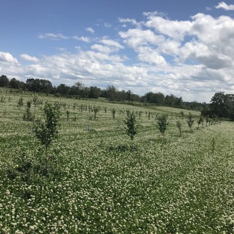 Rows of young apple trees in a field of clover