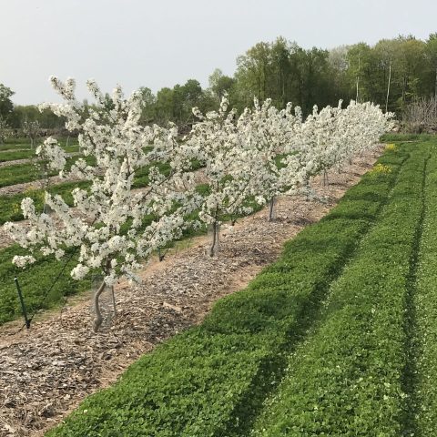 Rows of apple trees in blossom