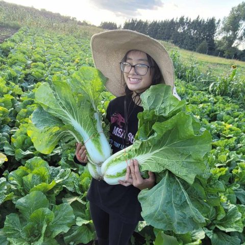 Girl in the Napa cabbage field holding Napa cabbage.