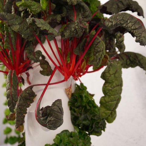 Close up picture of fresh greens with red stems