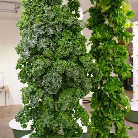 White pillar wrapped in kale and other fresh greens.